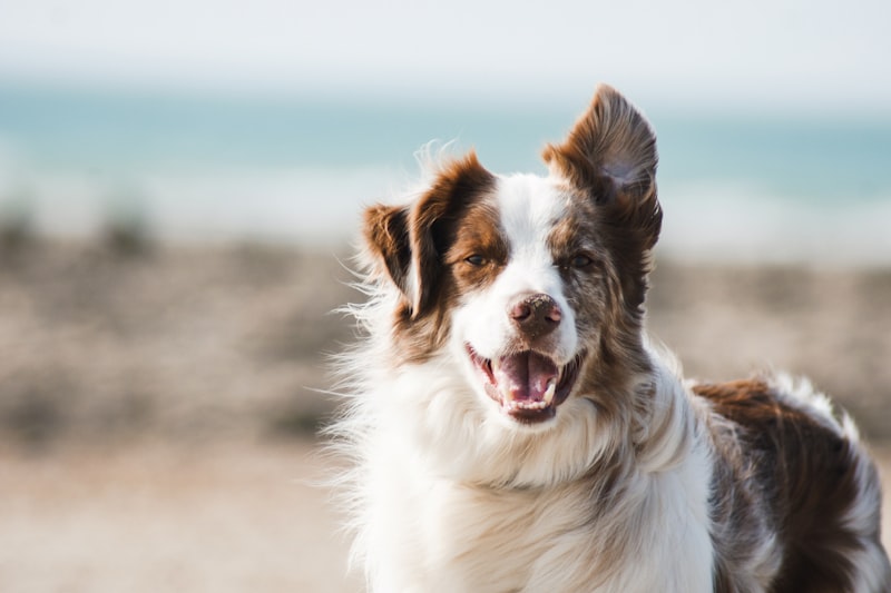 Local Hero Uses Jiu-Jitsu To Stop Dog Attack, Neglects To Mention The Part Where He Oil Checked The Dog